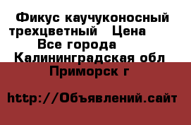 Фикус каучуконосный трехцветный › Цена ­ 500 - Все города  »    . Калининградская обл.,Приморск г.